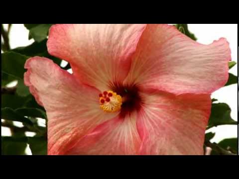 Golden Acre Garden Sentre