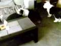 Antiguo Perro Pastor Inglés video