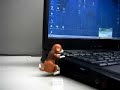 Humping Dog On MY Computer - Thats Up There With \" wow\" Humping Dog On MY Computer - Thats Up There With \" wow\"