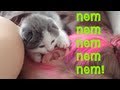 Video: Kitten Nibbles Woman's Ear
