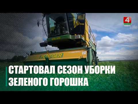 Сезон уборки зелёного горошка стартовал на Гомельщине видео