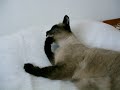 Manicura felina Miko