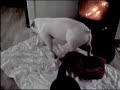 PIG/DOG GANGBANG