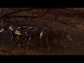 Wild Dogs - Pup dominate kill