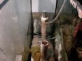 Eliminando ruido de ralo no aquario marinhoEliminating noise in the drain marine aquarium 