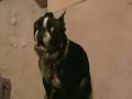 Bruiser the Boston Terrier howling