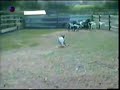 katski - goat!