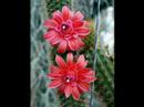 Dahlien, Pilze, Kakteen