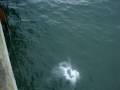 videos de cleiton 022