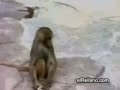 macaco assustado