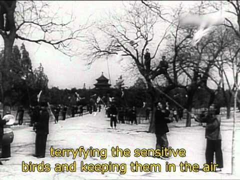 Great Sparrow campaign 1957