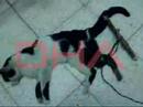 Animal abusers on the run 2, Denizli, Turkey 2 Animal abusers on the run 2, Denizli, Turkey 2