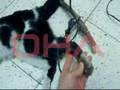Animal abusers on the run 2, Denizli, Turkey 2