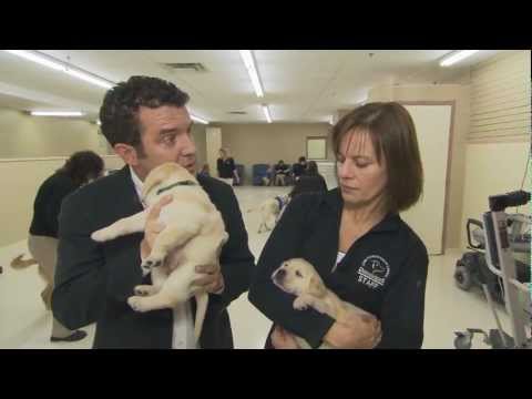 Guide - Rick lends a hand at the Lions Foundation of Canada Dog Guides Training Centre in Oakville, ON.