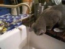 Wet Pussies