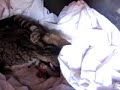Gatita-en-parto-2