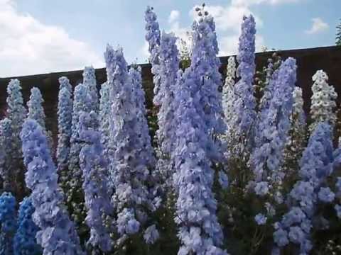 how to transplant delphinium