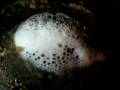 videos de fermentation in a wooden barrel of cider