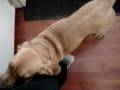 videos de Scully the Bloodhound