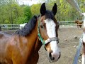 # 2. Barney, Min K�ra Lilla Ponny