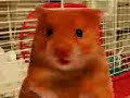 count with harry the hamster 1 2 3 4 5 6 7 8 9 10 count with harry the hamster 1 2 3 4 5 6 7 8 9 10