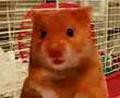 videos de count with harry the hamster 1 2 3 4 5 6 7 8 9 10