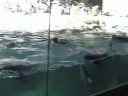 Penquins watching spectators at Sea World in San Diego.