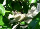 Humming bird nest March 21 2007