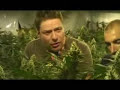Green House Seed Co. - Lemon Skunk Grow