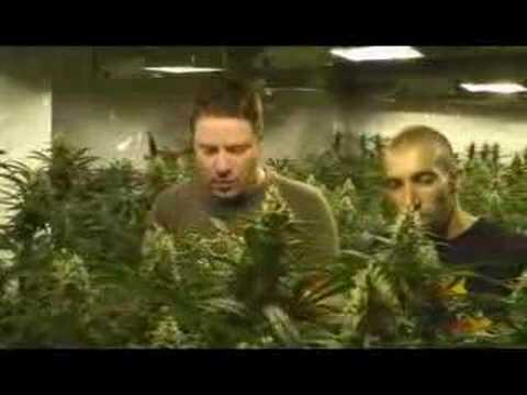 how to grow lemon g