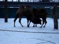 videos de Chameau qui jappe