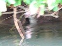 Crocodile eating a bird in Agujitas, Costa Rica