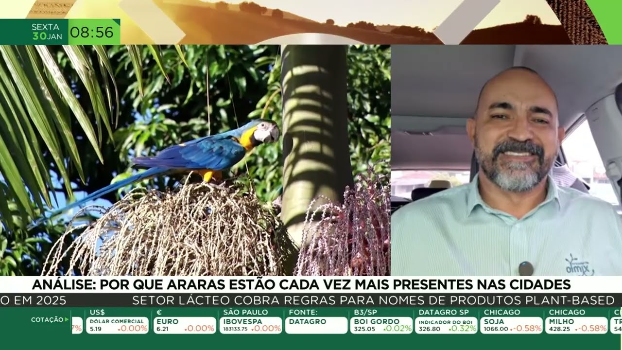 Araras cada vez mais presentes nas cidades