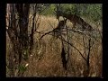 Unbelievable Leopard Hunt