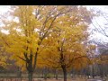 Fall Foliage in the Shenandoah Valley