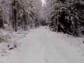 Rodde in the snow