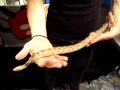 Het Albino Red Tail Boa