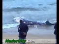 baleine nador