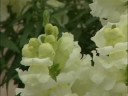Wedding Video 2 in Rosetta McClain Gardens Scarborough GTA