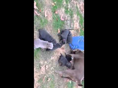 puppies' first day outside