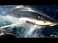 Click here to watch this video Great White Shark Attacks Australian Fishing Boat