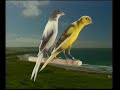Naturaves - (Postura) LLarget Español.avi