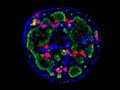 Seeing Is Believing - Waitt Advanced Biophotonics Center - Salk Institute