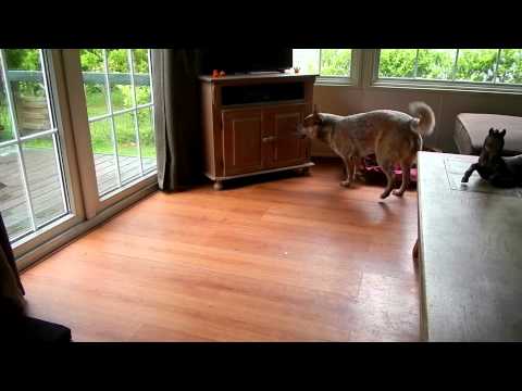 geluksvogeltjesdans - EK 2012, de geluksvogeltjes van C1000, Akira the Australian Cattle Dog, 10 maanden oud. Hup Holland Hup! Akira heeft zo haar eigen manier om Nederland aan te...