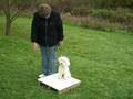 Dog Training Session 3 Week 3 with Bichon Frise The Lost Tapes