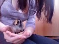 Cute Little Chickies Cute Little Chickies