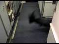 FLIGHT ATTENDANT MURDER @ 35000ft