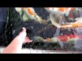Large Japanese Koi Fish Going CRAZY!
