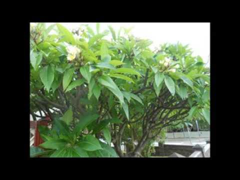 how to replant frangipani tree