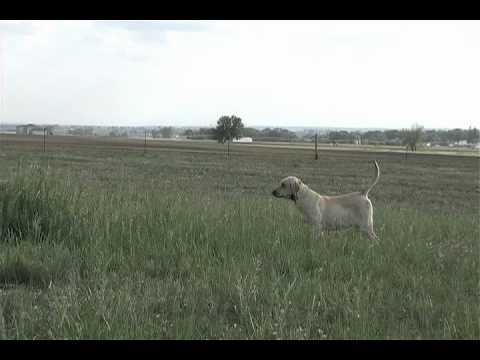 Pointing Labs – Hunting – Training